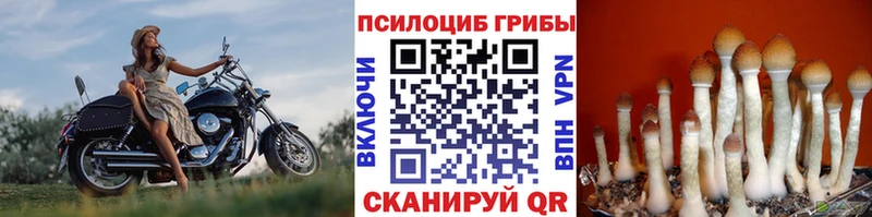 Галлюциногенные грибы MAGIC MUSHROOMS  наркотики  Хадыженск 